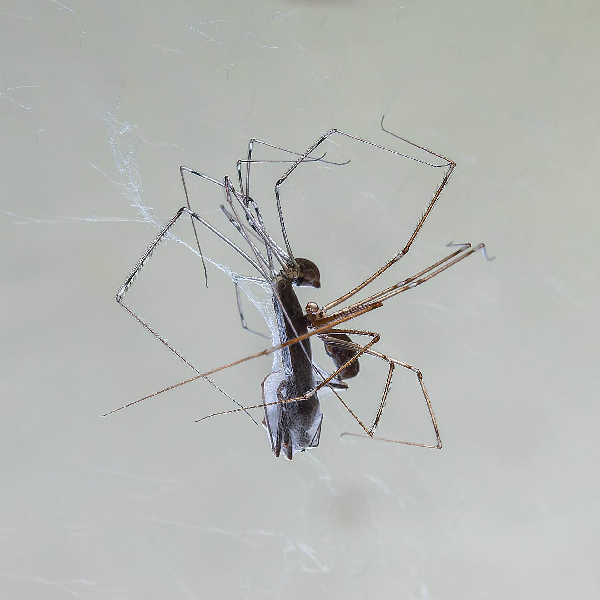Araignée à huit pattes
